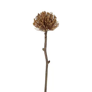 Dried Look Pincushion Stem 61Cm Brown by Florabelle Living, a Plants for sale on Style Sourcebook