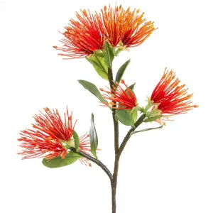 Protea Leucospermum 52Cm Red by Florabelle Living, a Plants for sale on Style Sourcebook