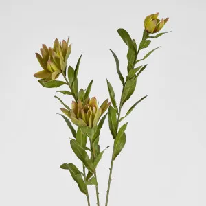 Leucadendron Spray Yellow 100Cm by Florabelle Living, a Plants for sale on Style Sourcebook