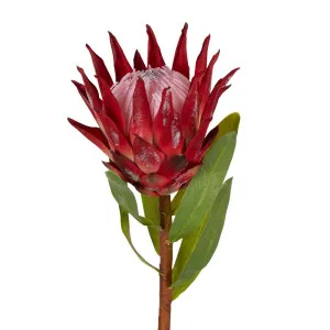 Protea King Stem 75Cm Red by Florabelle Living, a Plants for sale on Style Sourcebook
