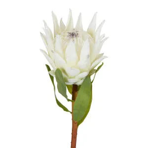 Protea King Stem 75Cm White by Florabelle Living, a Plants for sale on Style Sourcebook