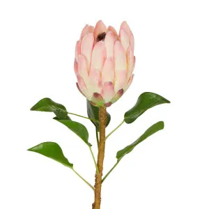 Protea Queen Stem 70Cm Pink by Florabelle Living, a Plants for sale on Style Sourcebook