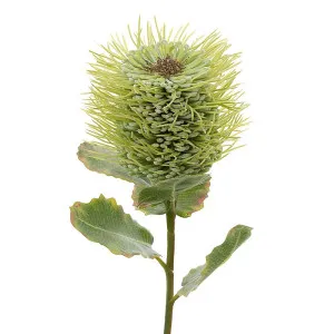 Pincushion Native Flower 60Cm Green by Florabelle Living, a Plants for sale on Style Sourcebook