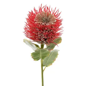 Pincushion Native Flower 60Cm Red by Florabelle Living, a Plants for sale on Style Sourcebook