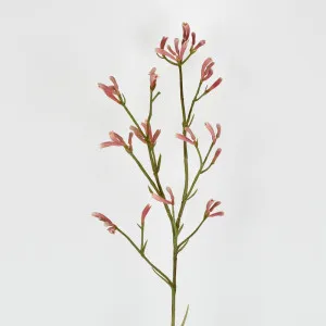 Kangaroo Paw Spray Pink 102Cm by Florabelle Living, a Plants for sale on Style Sourcebook