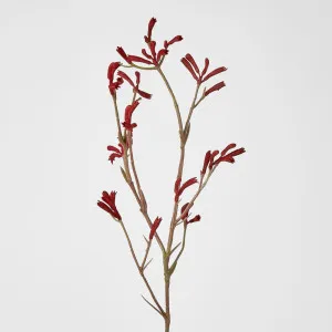 Kangaroo Paw Spray Red 102Cm by Florabelle Living, a Plants for sale on Style Sourcebook