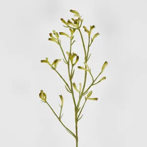 Kangaroo Paw Spray Yellow 102Cm by Florabelle Living, a Plants for sale on Style Sourcebook