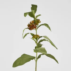 Asclepias Stem Orange 80Cm by Florabelle Living, a Plants for sale on Style Sourcebook