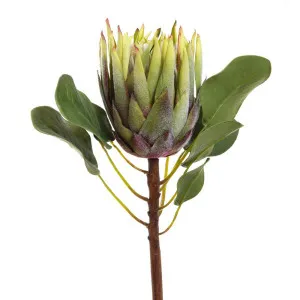 King Protea 60Cm Green by Florabelle Living, a Plants for sale on Style Sourcebook