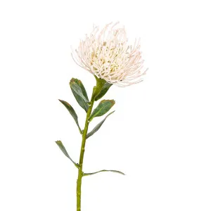 Protea Stem 61Cm Cream by Florabelle Living, a Plants for sale on Style Sourcebook