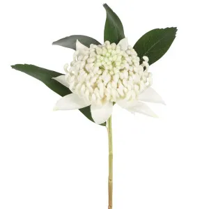 Waratah Stem 50Cm White by Florabelle Living, a Plants for sale on Style Sourcebook