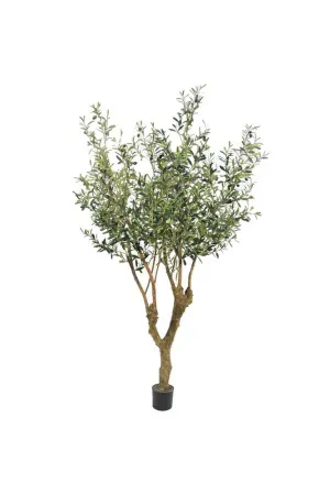 Olive Tree With 3502 Leaves & 84 Fruits 150Cm by Florabelle Living, a Plants for sale on Style Sourcebook