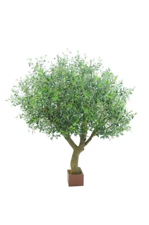 Olive Tree With 12648 Leaves & 150 Fruits 180Cm by Florabelle Living, a Plants for sale on Style Sourcebook