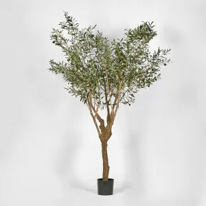 Olive Tree With 5 Branch Trunk 225Cm by Florabelle Living, a Plants for sale on Style Sourcebook