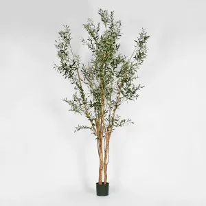 Olive Tree Multi Stem 280Cm by Florabelle Living, a Plants for sale on Style Sourcebook