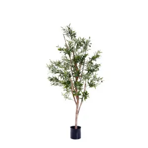 Olive Tree 1.5M by Florabelle Living, a Plants for sale on Style Sourcebook