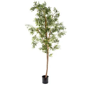 Olive Tree 2.4M by Florabelle Living, a Plants for sale on Style Sourcebook