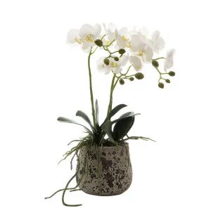 Orchid In Ceramic Pot 45Cm White by Florabelle Living, a Plants for sale on Style Sourcebook