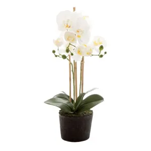 Orchid In Paper Pot Small 52Cm White by Florabelle Living, a Plants for sale on Style Sourcebook