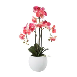 Orchid In White Pot Large 65Cm Pink by Florabelle Living, a Plants for sale on Style Sourcebook