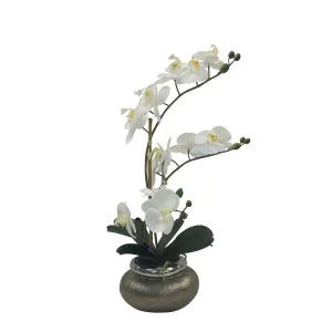 Orchid Phalaenopsis Antique Bowl 53Cm White by Florabelle Living, a Plants for sale on Style Sourcebook