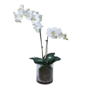 Phalaenopsis Orchid In Glass Pot White by Florabelle Living, a Plants for sale on Style Sourcebook