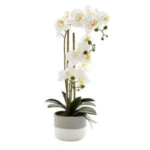 Orchid In Grey Pot Large 55Cm White by Florabelle Living, a Plants for sale on Style Sourcebook