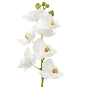 Orchid Phalaenopsis 65Cm White by Florabelle Living, a Plants for sale on Style Sourcebook