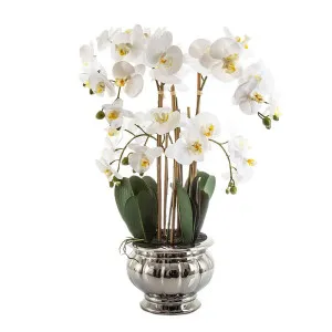 Potted Orchid In Silver Bowl Large 68Cm White by Florabelle Living, a Plants for sale on Style Sourcebook