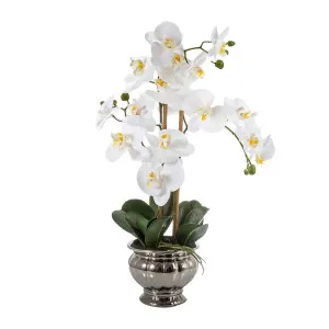 Potted Orchid In Silver Bowl Small 60Cm White by Florabelle Living, a Plants for sale on Style Sourcebook