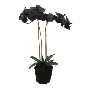 Black Orchid In Mud Moss Base Large by Florabelle Living, a Plants for sale on Style Sourcebook