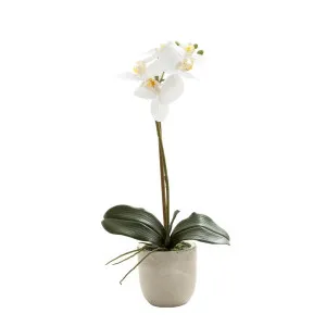 Phalaenopsis Real Touch In Clay Ivory Pot 50Cm White by Florabelle Living, a Plants for sale on Style Sourcebook