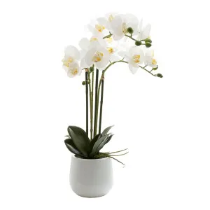 Phalaenopsis Real Touch Gloss Ceramic Pot 60Cm White by Florabelle Living, a Plants for sale on Style Sourcebook