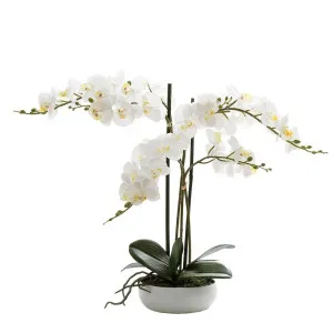 Phalaenopsis Real Touch In White Round Pot 45Cm by Florabelle Living, a Plants for sale on Style Sourcebook