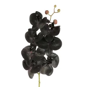 Orchid Phalaenopsis Spray Real Touch 70Cm Black by Florabelle Living, a Plants for sale on Style Sourcebook