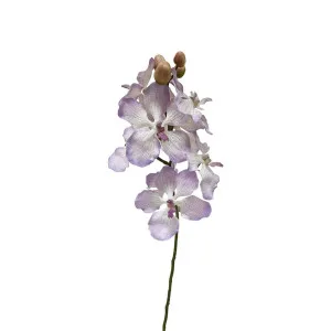 Dendrobium Orchid Spray Lilac by Florabelle Living, a Plants for sale on Style Sourcebook