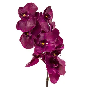 Orchid Phalaenopsis Spray 1M Fuchsia by Florabelle Living, a Plants for sale on Style Sourcebook