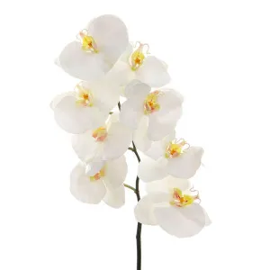 Orchid Phalaenopsis Spray 1M White by Florabelle Living, a Plants for sale on Style Sourcebook