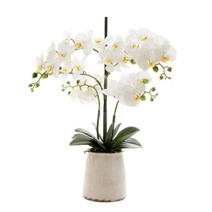 Orchid In Ivory Pot 60Cm Large by Florabelle Living, a Plants for sale on Style Sourcebook