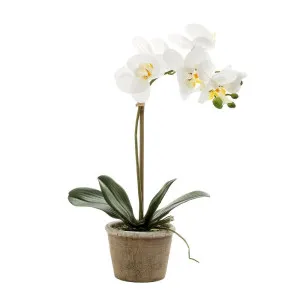 Orchid In Grey Stone Pot Medium 40Cm White by Florabelle Living, a Plants for sale on Style Sourcebook