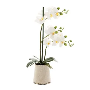 Orchid In Ivory Pot Small 50Cm White by Florabelle Living, a Plants for sale on Style Sourcebook