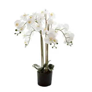 Orchid In Paper Pot Medium 90Cm White by Florabelle Living, a Plants for sale on Style Sourcebook