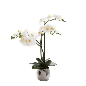 Phalaenopsis Real Touch In Silver Pot 67Cm White by Florabelle Living, a Plants for sale on Style Sourcebook
