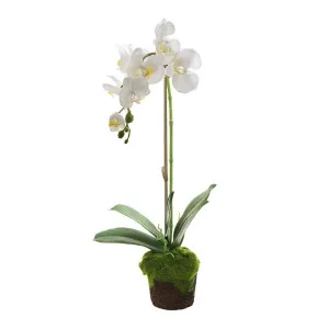 Orchid In Moss Pot 63Cm White by Florabelle Living, a Plants for sale on Style Sourcebook