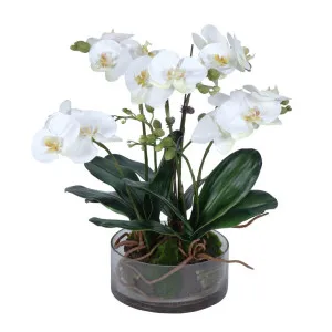 Phalaenopsis Orchid In Glass Pot Large White by Florabelle Living, a Plants for sale on Style Sourcebook