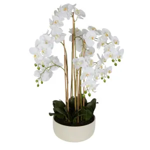 Orchid Potted Real Touch 100Cm White by Florabelle Living, a Plants for sale on Style Sourcebook