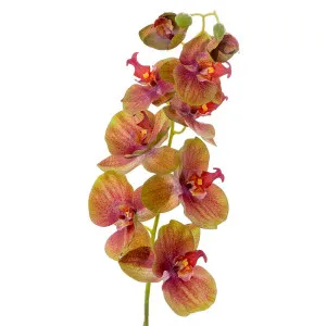 Orchid Phalaenopsis Spray 74Cm Green by Florabelle Living, a Plants for sale on Style Sourcebook