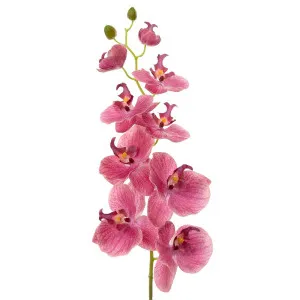 Orchid Phalaenopsis Spray 74Cm Pink by Florabelle Living, a Plants for sale on Style Sourcebook