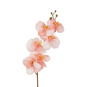 Orchid Single Stem 80Cm Coral by Florabelle Living, a Plants for sale on Style Sourcebook