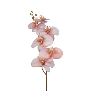 Orchid Single Stem 80Cm Sunset by Florabelle Living, a Plants for sale on Style Sourcebook